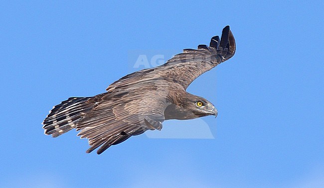 Bruine Slangenarend, Brown Snake-Eagle, Circaetus cinereus stock-image by Agami/Laurens Steijn,