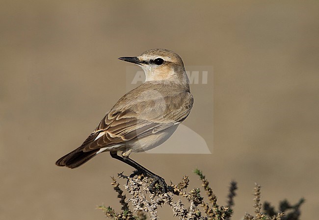 Isabelline Wheatear - Isabellsteinschmätzer - Oenanthe isabellina, Turkey, adult male stock-image by Agami/Ralph Martin,
