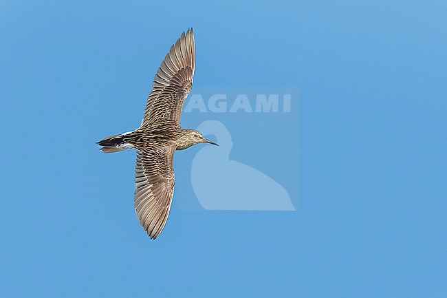 Adult breeding
Galveston Co., TX
May 2023 stock-image by Agami/Brian E Small,