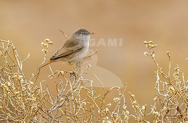 Adult Asian Desert Warbler perched on a branch in Al Abraq farm, Kuwait. December 2010. stock-image by Agami/Vincent Legrand,