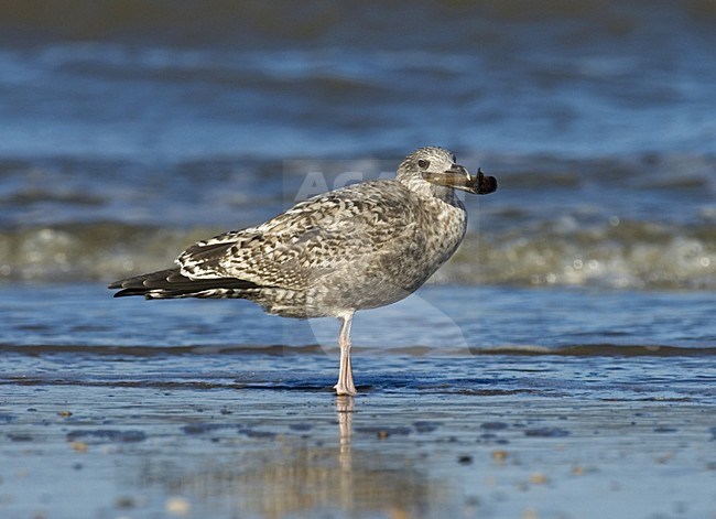 Herring Gull immature perched on a beach with shell in its bill; onvolwassen Zilvermeeuw zittend op strand met schelp in zijn snavel stock-image by Agami/Marc Guyt,