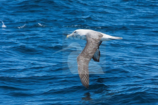 Adulte Witkapalbatros in vlucht, Adult Shy Albatross in flight stock-image by Agami/Wil Leurs,