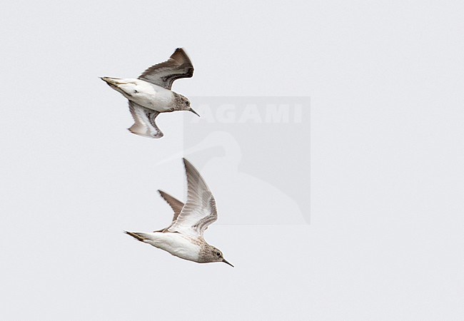 Long-toed Stint (Calidris subminuta) wintering in Thailand. stock-image by Agami/Brian Sullivan,