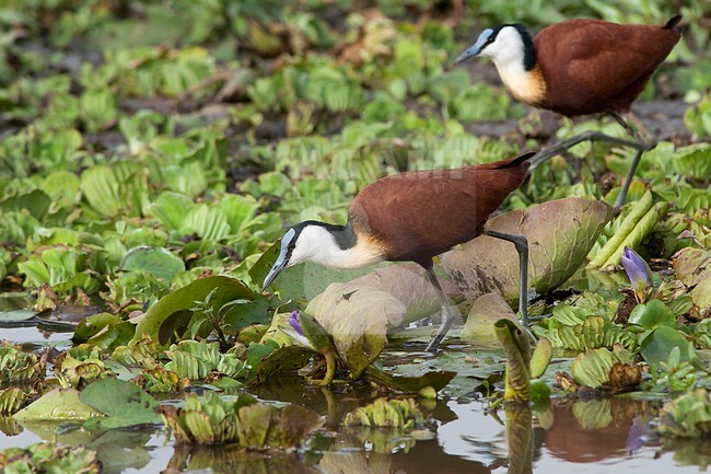 Two African Jacana's are seen foraging on a swampy lake with floating water plants. stock-image by Agami/Jacob Garvelink,