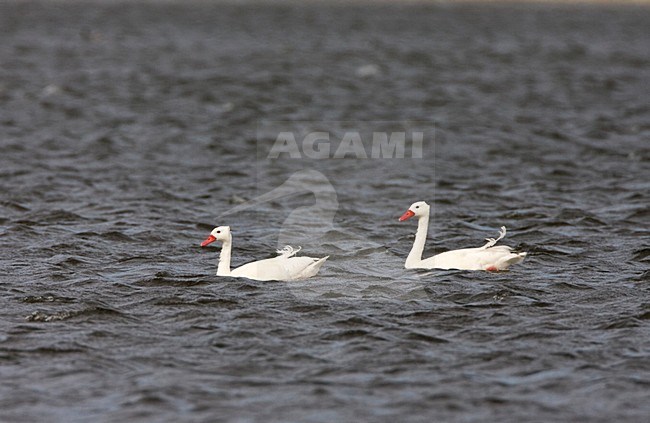 Paartje Coscorobaganzen; Pair of Coscoroba Swans stock-image by Agami/Marc Guyt,