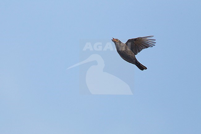 Merel, Common Blackbird, Turdus merula stock-image by Agami/Menno van Duijn,