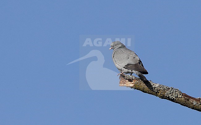 Stock Dove, Columba oenas, at Copenhagen, Denmark stock-image by Agami/Helge Sorensen,