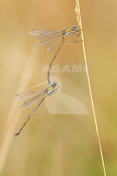 Parende Tengere pantserjuffers, Lestes virens pair mating stock-image by Agami/Wil Leurs,