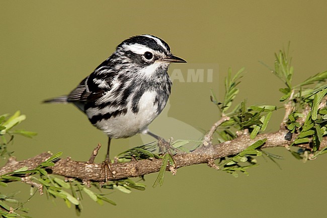 Adult male breeding 
Galveston Co., TX 
April 2010 stock-image by Agami/Brian E Small,