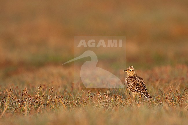 Eurasian Skylark - Feldlerche - Alauda arvensis arvensis, Germany stock-image by Agami/Ralph Martin,