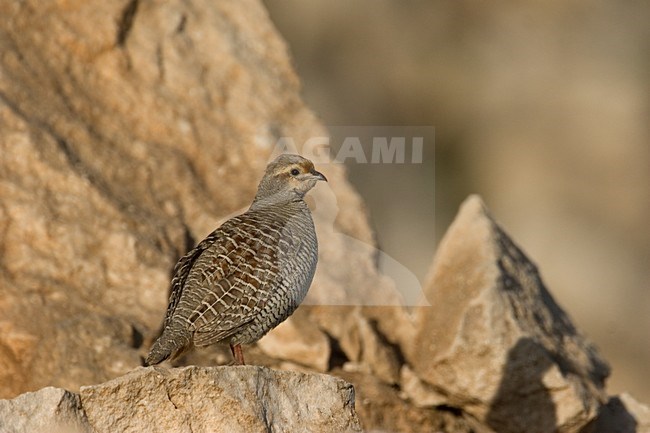 Grey Francolin, Ortygornis pondicerianus stock-image by Agami/Harvey van Diek,