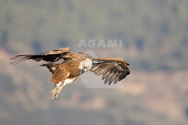 Eurasian Griffon Vulture - Gänsegeier - Gyps fulvus ssp. fulvus, Spain, adult stock-image by Agami/Ralph Martin,