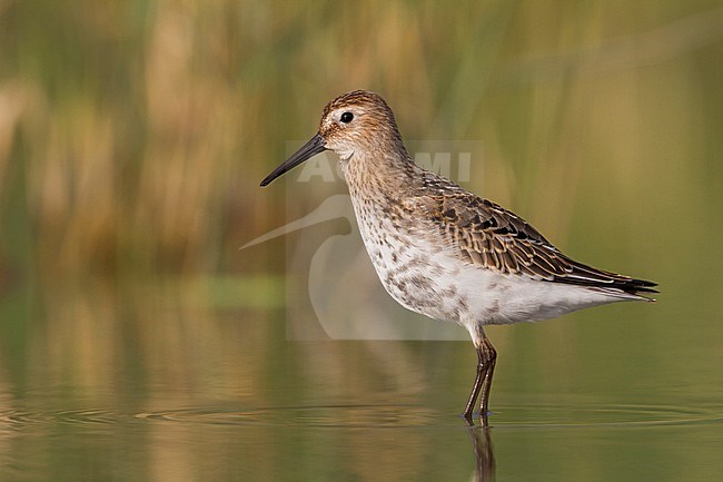 Dunlin - Alpenstrandläufer - Calidris alpina, Germany, 1st cy. stock-image by Agami/Ralph Martin,