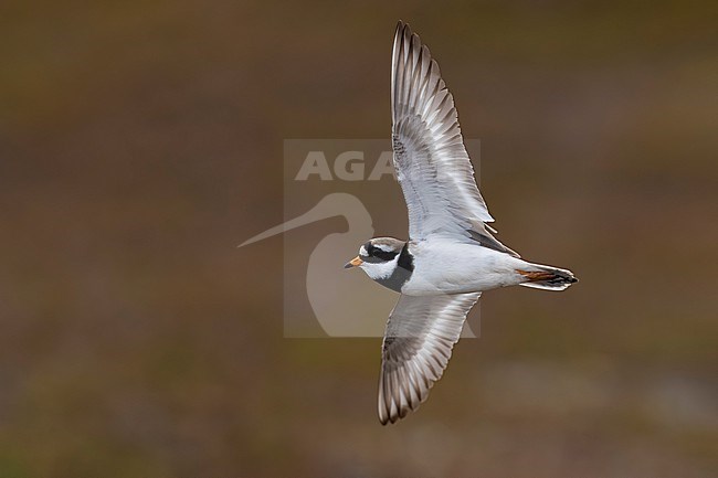 Common Ringed Plover (Charadrius hiaticula) in Norway. stock-image by Agami/Daniele Occhiato,