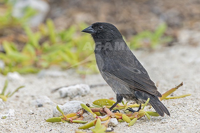 Male Genovesa ground finch (Geospiza acutirostris) on the Galapagos Islands, part of the Republic of Ecuador. stock-image by Agami/Pete Morris,
