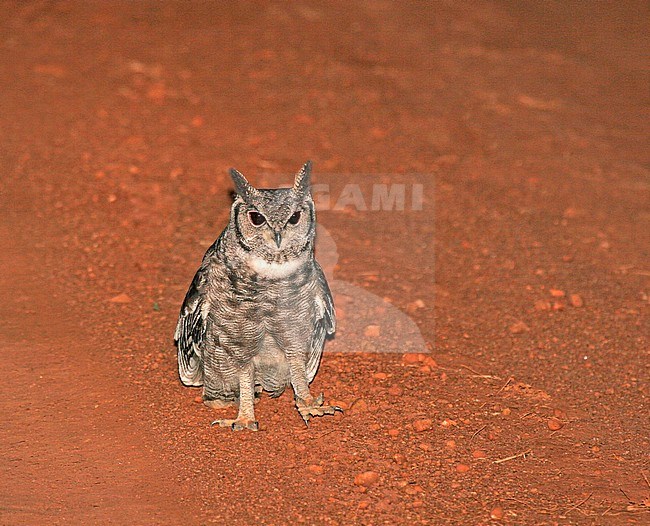 Greyish Eagle Owl (Bubo cinerascens) resting in the middle of the road in Uganda. stock-image by Agami/Pete Morris,