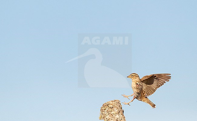 Rock Sparrow (Petronia petronia petronia) in Spain. stock-image by Agami/Marc Guyt,