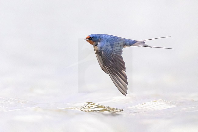 Barn Swallow (Hirundo rustica) in Italy. stock-image by Agami/Daniele Occhiato,