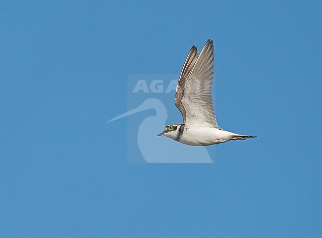 Display flight of Adult male Little Ringed Plover (Charadrius dubius) stock-image by Agami/Ran Schols,