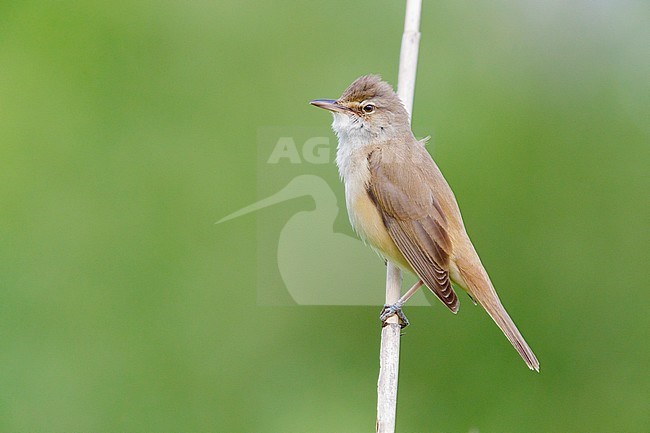 Great Reed Warbler (Acrocephalus arundinaceus), side view of an adult perched on a reed, Campania, Italy stock-image by Agami/Saverio Gatto,