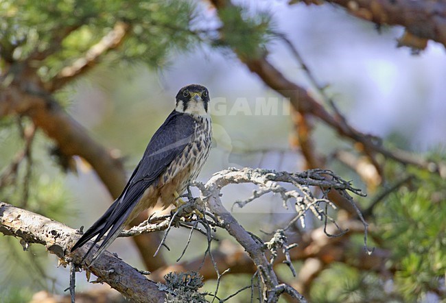Boomvalk zittend in den; Eurasian Hobby perched in a pine tree stock-image by Agami/Markus Varesvuo,