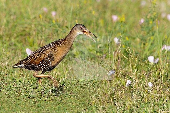 Adult King Rail (Rallus elegans) walking right in the open on a grass field in Chambers County, Texas, USA. stock-image by Agami/Brian E Small,