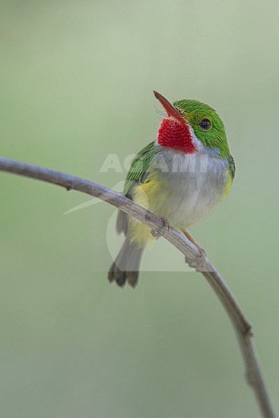 Puerto Rican Tody (Todus mexicanus) Perched on a branch in Puerto Rico stock-image by Agami/Dubi Shapiro,