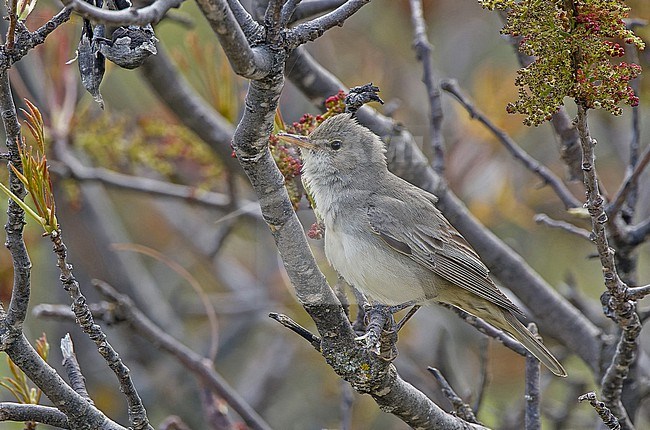 Olive-tree Warbler, Hippolais olivetorum, in Turkey. stock-image by Agami/Pete Morris,