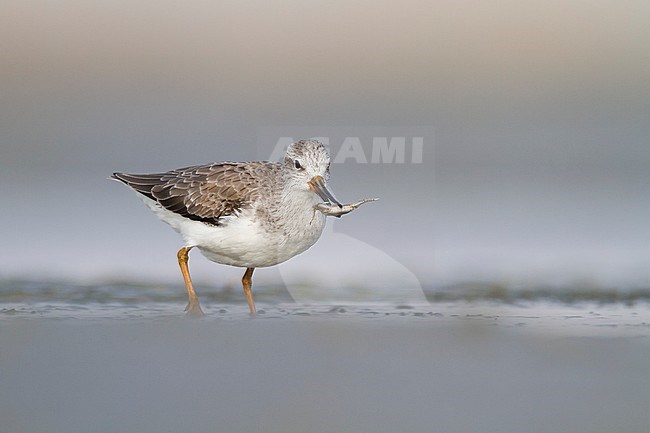 Terek Sandpiper - Terekwasserläufer - Xenus cinereus, Oman, nonbreeding stock-image by Agami/Ralph Martin,