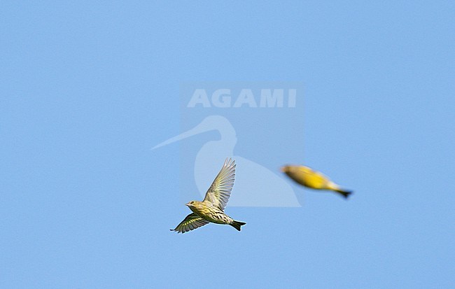 flying female Eurasian Siskin (Spinus spinus) during autumn migration against blue sky showing underside and with male Greenfinch unsharp in the background stock-image by Agami/Ran Schols,