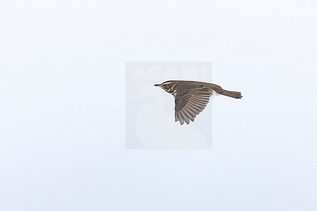 Redwing (Turdus iliacus iliacus) in flight at Rudersdal, Denmark stock-image by Agami/Helge Sorensen,