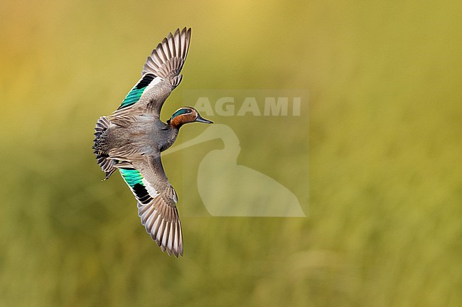 Eurasian Teal (Anas crecca) in Italy. stock-image by Agami/Daniele Occhiato,