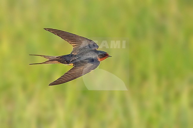 Adult American Barn Swallow (Hirundo rustica erythrogaster) in flight Galveston County, Texas, United States. stock-image by Agami/Brian E Small,