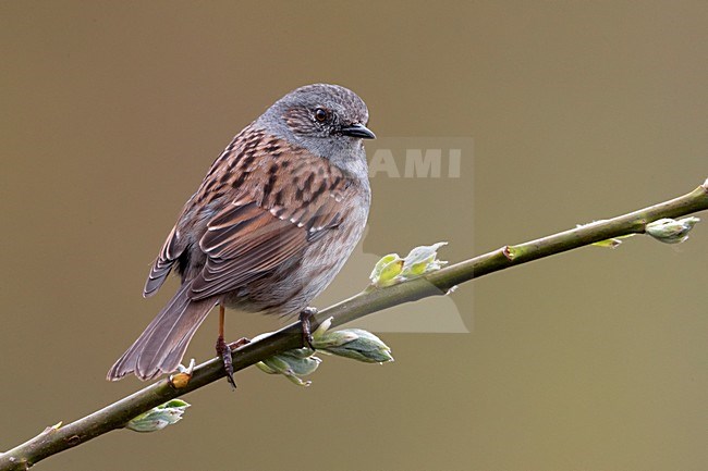 Heggenmus op takje; Dunnock on a branch stock-image by Agami/Daniele Occhiato,