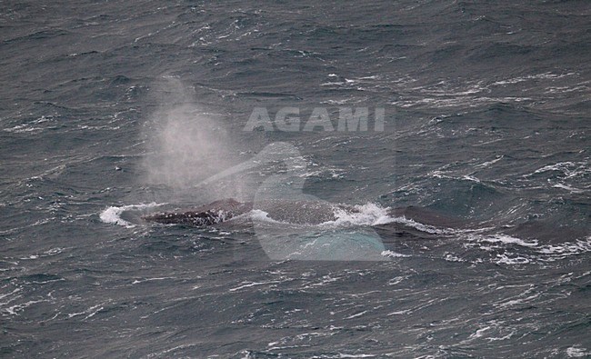 Bultrug, Humpback Whale, Megaptera novaeangliae stock-image by Agami/Hugh Harrop,