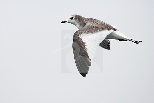 Juveniele Vorkstaartmeeuw in de vlucht; Juvenile Sabine\'s Gull in flight stock-image by Agami/Martijn Verdoes,