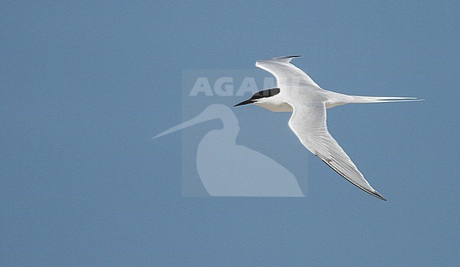 Adult Roseate Tern (Sterna dougallii) in flight against blue sky as a background in Plymouth, Massachusetts, United States stock-image by Agami/Ian Davies,