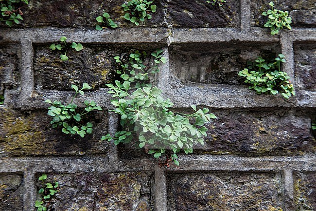 Wall-rue, Asplenium ruta-muraria stock-image by Agami/Wil Leurs,
