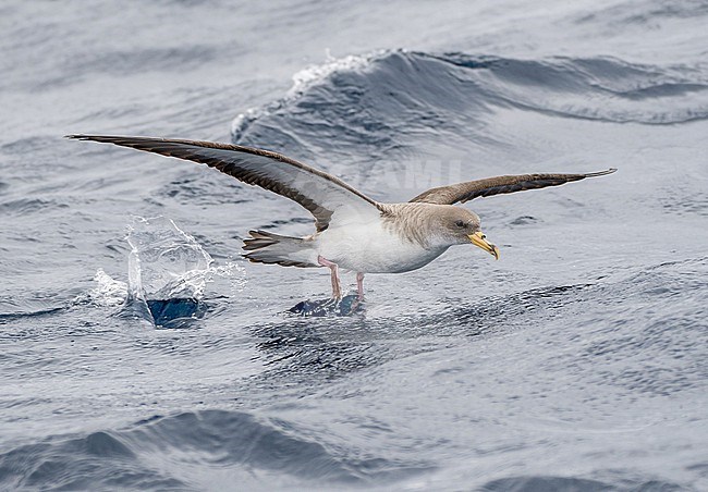 Cory's shearwater (Calonectris borealis) on the Azores archipelago, Portugal. stock-image by Agami/Pete Morris,