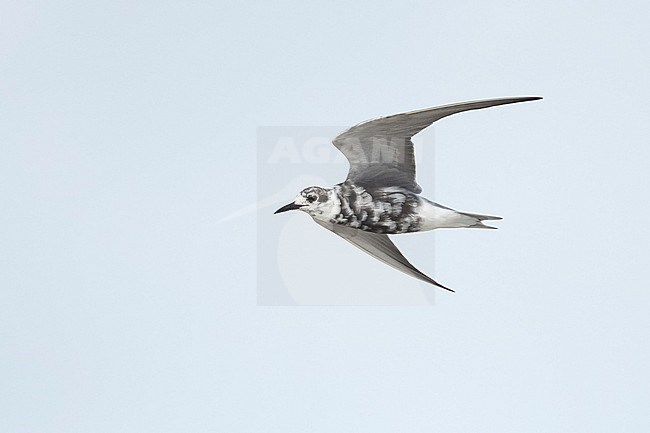 Adult non-breeding American Black Tern (Chlidonias niger surinamensis) in transition to breeding plumage at Galveston County, Texas, in spring. Flying past. stock-image by Agami/Brian E Small,