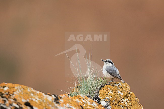 Eastern Rock Nuthatch (Sitta tephronata tephronata) in Tajikistan. Adult standing on a rock against a red brown background. stock-image by Agami/Ralph Martin,