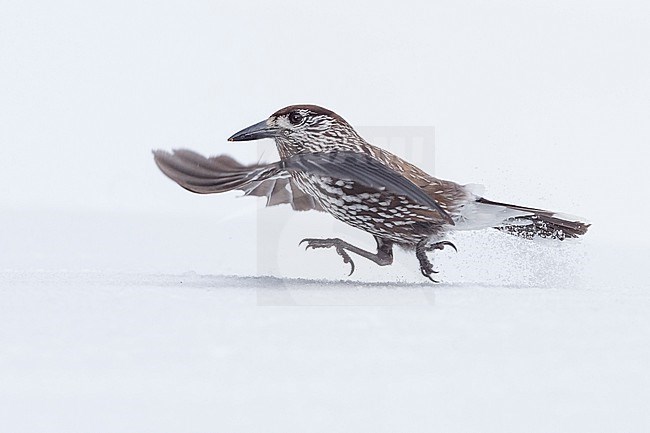 Spotted Nutcracker (Nucifraga caryocatactes) sitting in the snwo in  alpin forest of Switzerland. stock-image by Agami/Marcel Burkhardt,