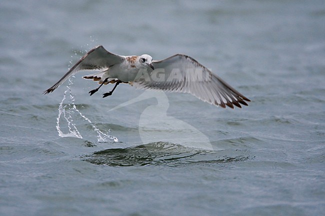 Juveniele Zwartkopmeeuw in vlucht; Juvenile Mediterranean Gull in flight stock-image by Agami/Daniele Occhiato,