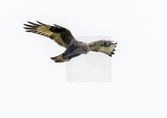 Immature dark morph Rough-legged Hawk hovering over Pico in Corvo Island, Azores. October 14, 2013. stock-image by Agami/Vincent Legrand,
