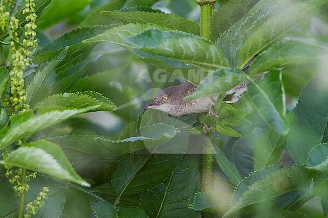 Sperwergrasmus, Barred Warbler stock-image by Agami/Ralph Martin,