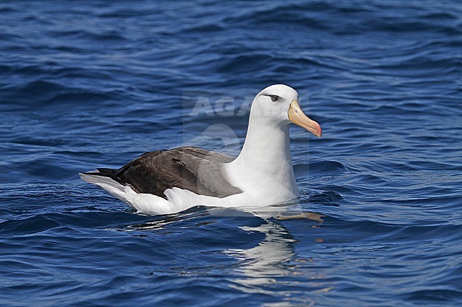 Black-browed Albatross (Thalassarche melanophrys) stock-image by Agami/Pete Morris,