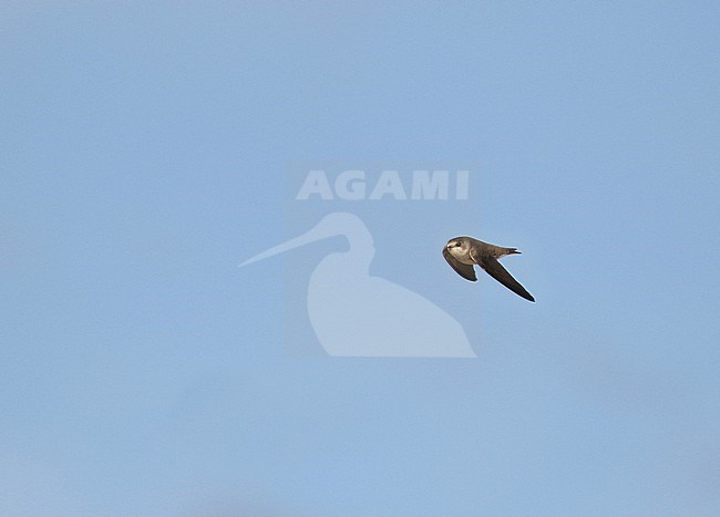 Pale sand martin (Riparia diluta) in Russia. stock-image by Agami/Magnus Hellström,