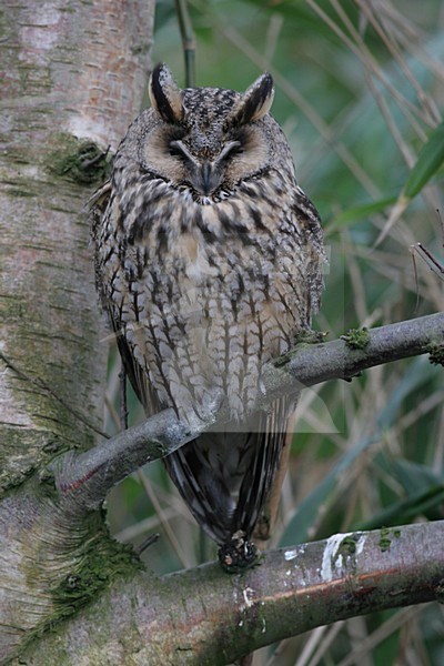 Long-eared Owl dozing on branch; Ransuil duttend op tak stock-image by Agami/Chris van Rijswijk,