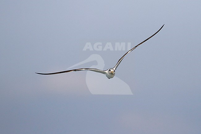 Greater Crested Tern - Eilseeschwalbe - Thalasseus bergii velox, Oman, 1st cy stock-image by Agami/Ralph Martin,