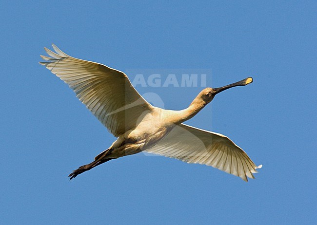 Lepelaar volwassen vliegend; Eurasian Spoonbill adult flying stock-image by Agami/Roy de Haas,